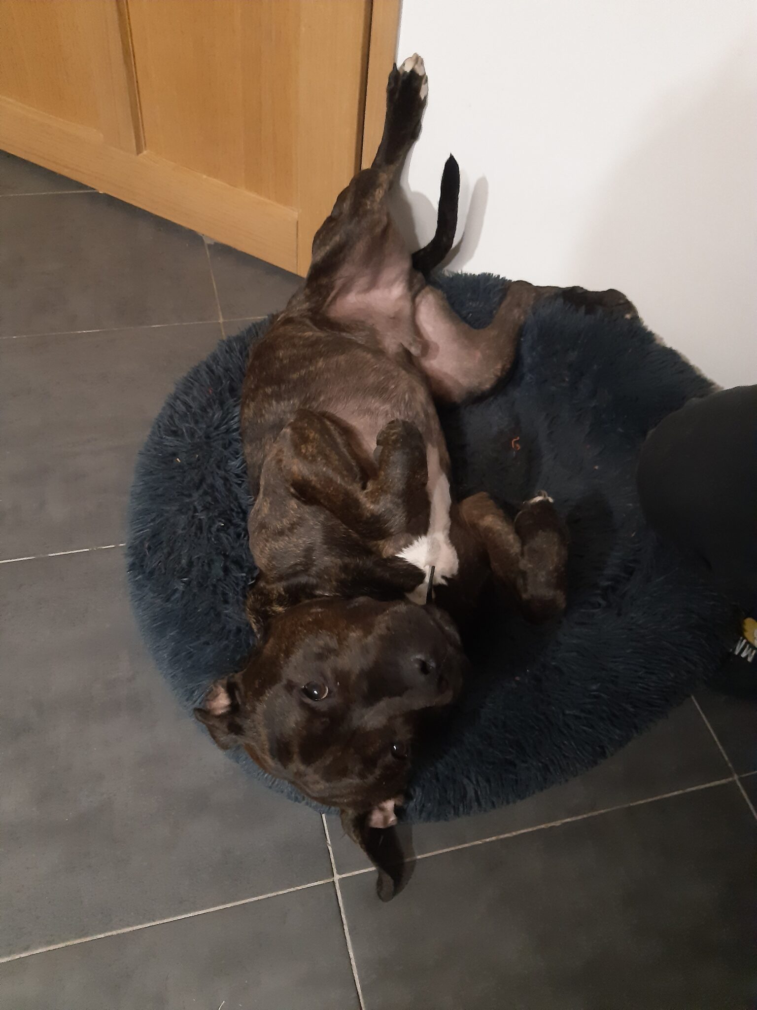 Chien Agressif Du Jour Au Lendemain Lettre à mon chien – Au-delà du faciès